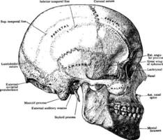 Skull from Side, vintage illustration. vector