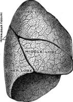 Outer Surface of the Lung, vintage illustration. vector