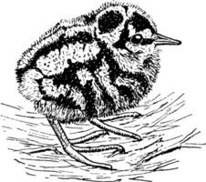 Young Woodcock, vintage illustration. vector