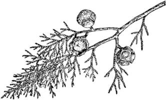 Branch of Cupressus Goveniana vintage illustration. vector