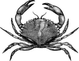 California Rock Crab, vintage illustration. vector