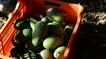 Picking avocados in box video