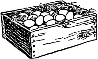 Eggs in Wooden Box, vintage illustration. vector