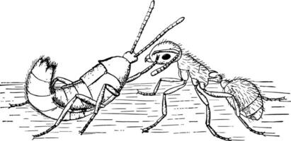 Ant Guest, vintage illustration. vector