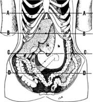 Position of the Viscera in the Condition of Visceroptosis, vintage illustration vector