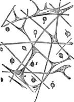 aurelia, ilustración antigua. vector