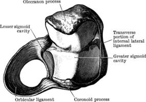 orbicular ligamento de el radio, Clásico ilustración. vector