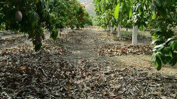 Mango alberi nel campo inclinazione video