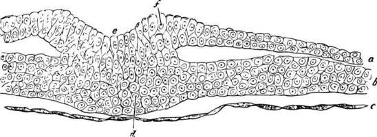 Cells of an Embryo Chick, vintage illustration. vector