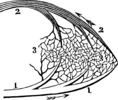 A Portion of the Systemic Circulation, vintage illustration. vector