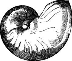 Nautilus Shell is shown in its natural form, vintage engraving. vector