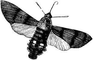 Humming Bird Hawk Moth, vintage illustration. vector