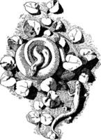 Serpent Cast a form created by both a viper and lizard, vintage engraving. vector