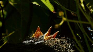 Baby birds in a nest with open beak video