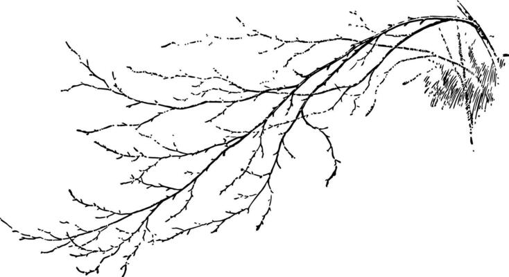 Birch Branch vintage illustration.