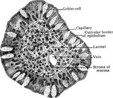 Transverse Section of Villus of Small Intestine, vintage illustration. vector