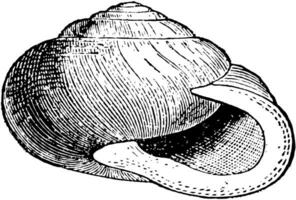 Garden Snail, vintage illustration. vector