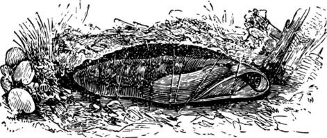 Pupa of Deilephila Nerii vintage illustration. vector