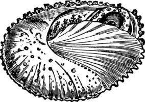 Argonauta Papyracea in its Shell vintage illustration. vector