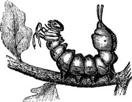 larva de langosta polilla Clásico ilustración. vector