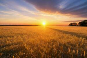 ai generado dorado hora puesta de sol en el campo. Pro foto