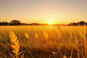 AI generated Golden hour sunset on the field. Pro Photo