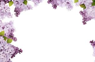 AI generated lilacs frame on a white background flower photo