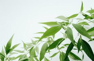 AI generated a bunch of green leaves from a tree on a white background photo