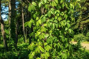 The trunk of a Scots pine tree is entwined with wild grapes. photo