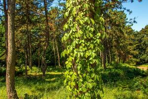 The trunk of a Scots pine tree is entwined with wild grapes. photo