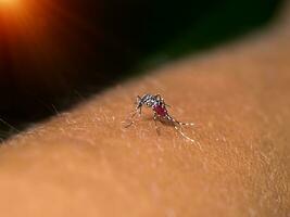 Close-up of a mosquito sucking blood. photo