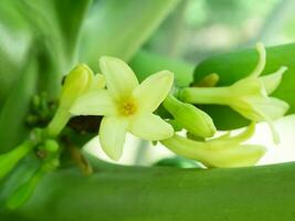 Papaya Flower on tree. photo