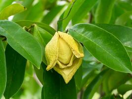 Soursop flower or Prickly Custard Apple tree. photo