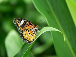 Monarch butterfly on green leaves. photo