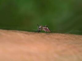 de cerca de un mosquito succión sangre. foto