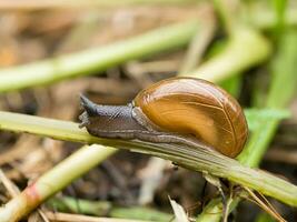 Snail on grass close up. photo