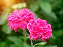 hermosa rosa rosa en un jardín foto