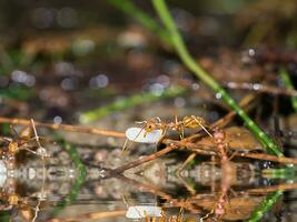 Macro of red ant to move larva close up on the ground in nature. photo