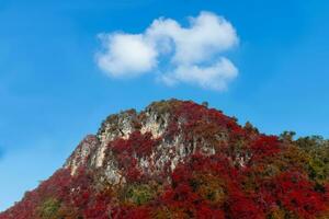 Limestone mountain with autumn tree and blue sky. photo