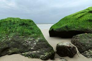 Green algae on rocks at the beach. photo