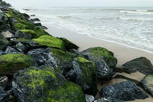 verde algas en rocas a el playa. foto