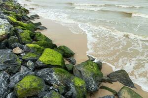 Green algae on rocks at the beach. photo