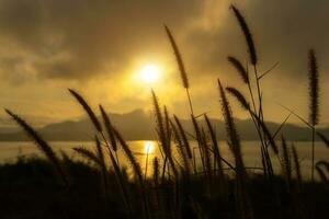 Silhouettes of grass photo