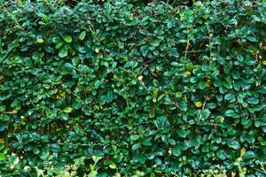 Wall green tree in the garden. photo