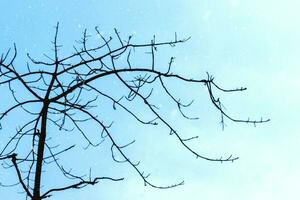 Black branch in the winter. photo