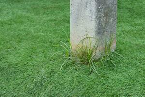 Old artificial green grass. photo