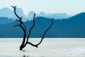Branches in the lake with blue mountain. photo