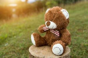 Bear on Stump with sunlight. photo