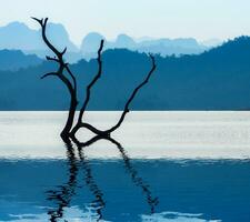 Branches in the lake with blue mountain. photo