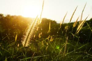 flower grass with sunlight in the morning photo